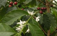 Salaspilī zied kafijas koks - 1