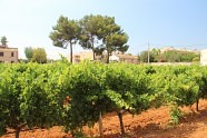 Виноградники винодельни "Macia Batle".