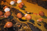 Franču zemnieki izgāž un sašķaida olas