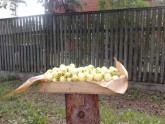  проспекте Вецакю добрые люди раздают яблоки