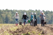 5.klases skolēni no Rīgas zemnieku saimniecībā  mācās rakt kartupeļus un novāc burkānus - 3