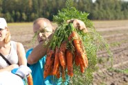 5.klases skolēni no Rīgas zemnieku saimniecībā  mācās rakt kartupeļus un novāc burkānus - 5