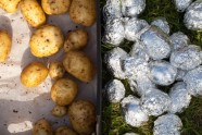 5.klases skolēni no Rīgas zemnieku saimniecībā  mācās rakt kartupeļus un novāc burkānus - 10