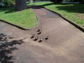 mama_duck_with_kids