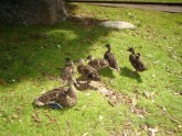 mama_duck_with_kids_01