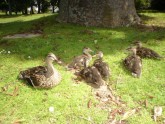 mama_duck_with_kids_02