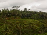 Bali rīsu lauki