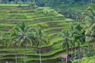 Bali rīsu lauki 1