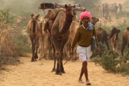 Ikgadējais kamieļu gadatirgus un sacīkstes Puškarā, Indijā - 1