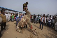 Ikgadējais kamieļu gadatirgus un sacīkstes Puškarā, Indijā - 2