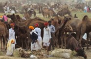 Ikgadējais kamieļu gadatirgus un sacīkstes Puškarā, Indijā - 3