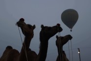 Ikgadējais kamieļu gadatirgus un sacīkstes Puškarā, Indijā - 5
