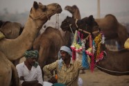 Ikgadējais kamieļu gadatirgus un sacīkstes Puškarā, Indijā - 9