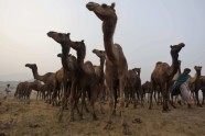 Ikgadējais kamieļu gadatirgus un sacīkstes Puškarā, Indijā - 10