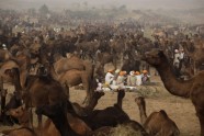 Ikgadējais kamieļu gadatirgus un sacīkstes Puškarā, Indijā - 13