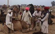 Ikgadējais kamieļu gadatirgus un sacīkstes Puškarā, Indijā - 14