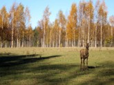 Latvijas pilsētas,lauki,labumi un skaistumi-3