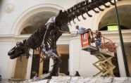Kā muzejā kopj un tīra pasaulē lielāko dinozauru - 2