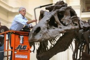 Kā muzejā kopj un tīra pasaulē lielāko dinozauru - 3