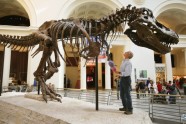 Kā muzejā kopj un tīra pasaulē lielāko dinozauru - 4