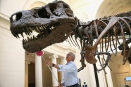 Kā muzejā kopj un tīra pasaulē lielāko dinozauru - 5