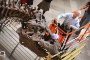 Kā muzejā kopj un tīra pasaulē lielāko dinozauru - 6