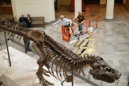 Kā muzejā kopj un tīra pasaulē lielāko dinozauru - 10