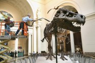 Kā muzejā kopj un tīra pasaulē lielāko dinozauru - 11