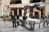 Kā muzejā kopj un tīra pasaulē lielāko dinozauru - 12