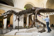 Kā muzejā kopj un tīra pasaulē lielāko dinozauru - 13