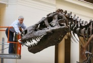 Kā muzejā kopj un tīra pasaulē lielāko dinozauru - 14