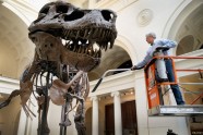 Kā muzejā kopj un tīra pasaulē lielāko dinozauru - 16