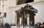Kā muzejā kopj un tīra pasaulē lielāko dinozauru - 17
