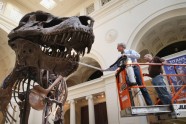 Kā muzejā kopj un tīra pasaulē lielāko dinozauru - 18