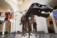 Kā muzejā kopj un tīra pasaulē lielāko dinozauru - 19