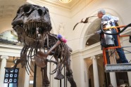 Kā muzejā kopj un tīra pasaulē lielāko dinozauru - 20