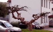 Dīvainais koks
