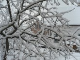 Sniegs Latvijā 6.decembrī - 19