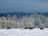 Zirgi sniegā.