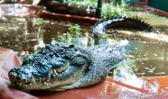 Kasijs – pasaulē garākais krokodils (5,48 metri)
