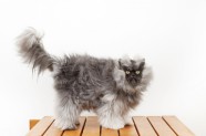 Pulkvedis Mjau - spalvainākais kaķis pasaulē (23 centimetri)