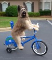 Normans – suns, kurš vislabāk brauc ar velosipēdu