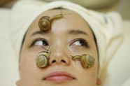 Ādas atjaunošana at gliemežu palīdzību Japānā