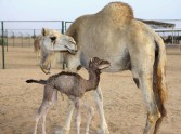 Pasaulē pirmais klonētais kamielītis Injazs (AAE, 2009. gads)