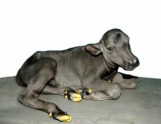 Indijā klonēts bifelītis Garima (2009. gads)
