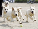 Pieci Dienvidkorejā klonēti suņi, visi vārdā Topijs (2008. gads)