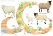 Shēma, pēc kādas klonēta aitiņa Dollija