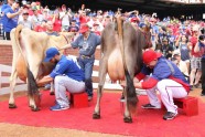 Beisbolisti Džordžs Kotarass un Robijs Ross slauc govis labdarības pasākumā