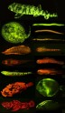 sn-biofluorescence