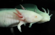 aksolotls (axolotl)